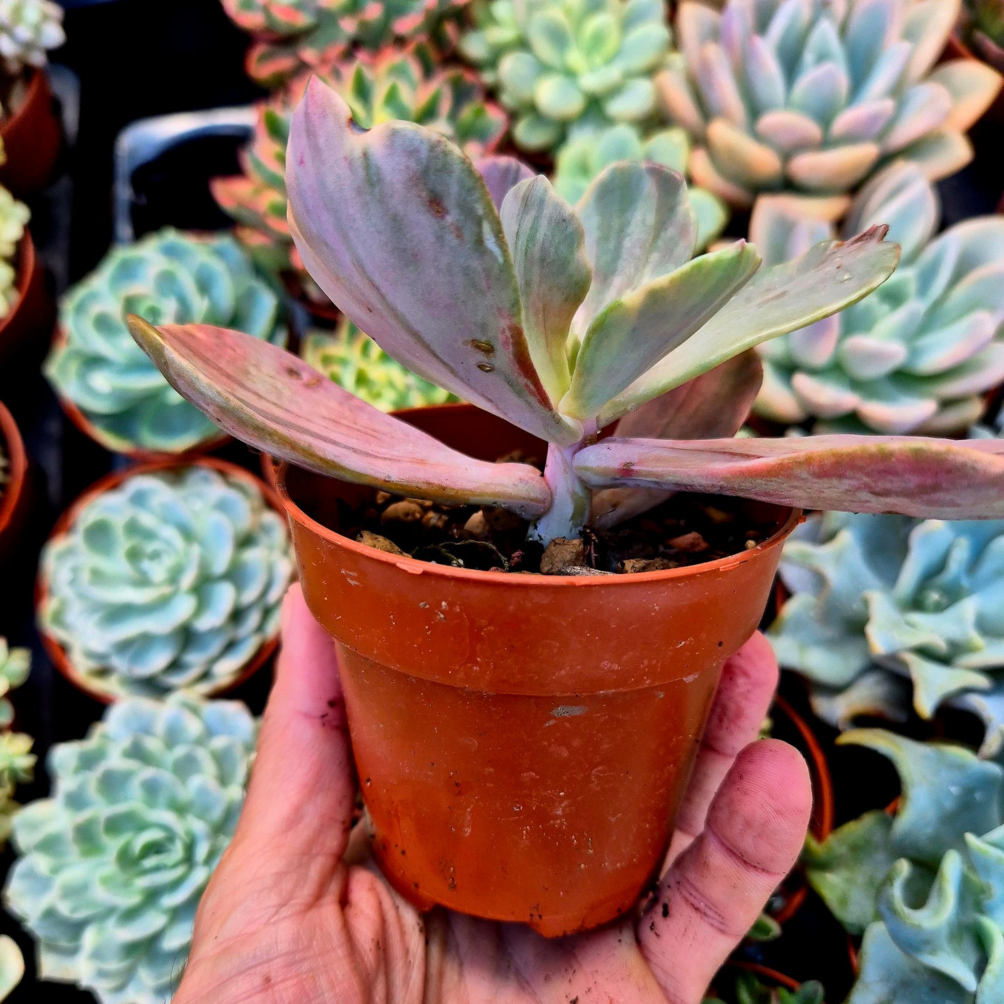 <tc>Pachyveria "Pampoteus" panaschiert</tc>