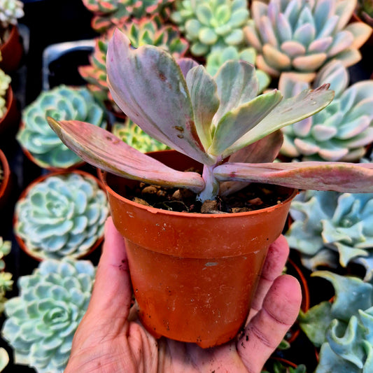 Pachyveria "Pampoteus" variegada