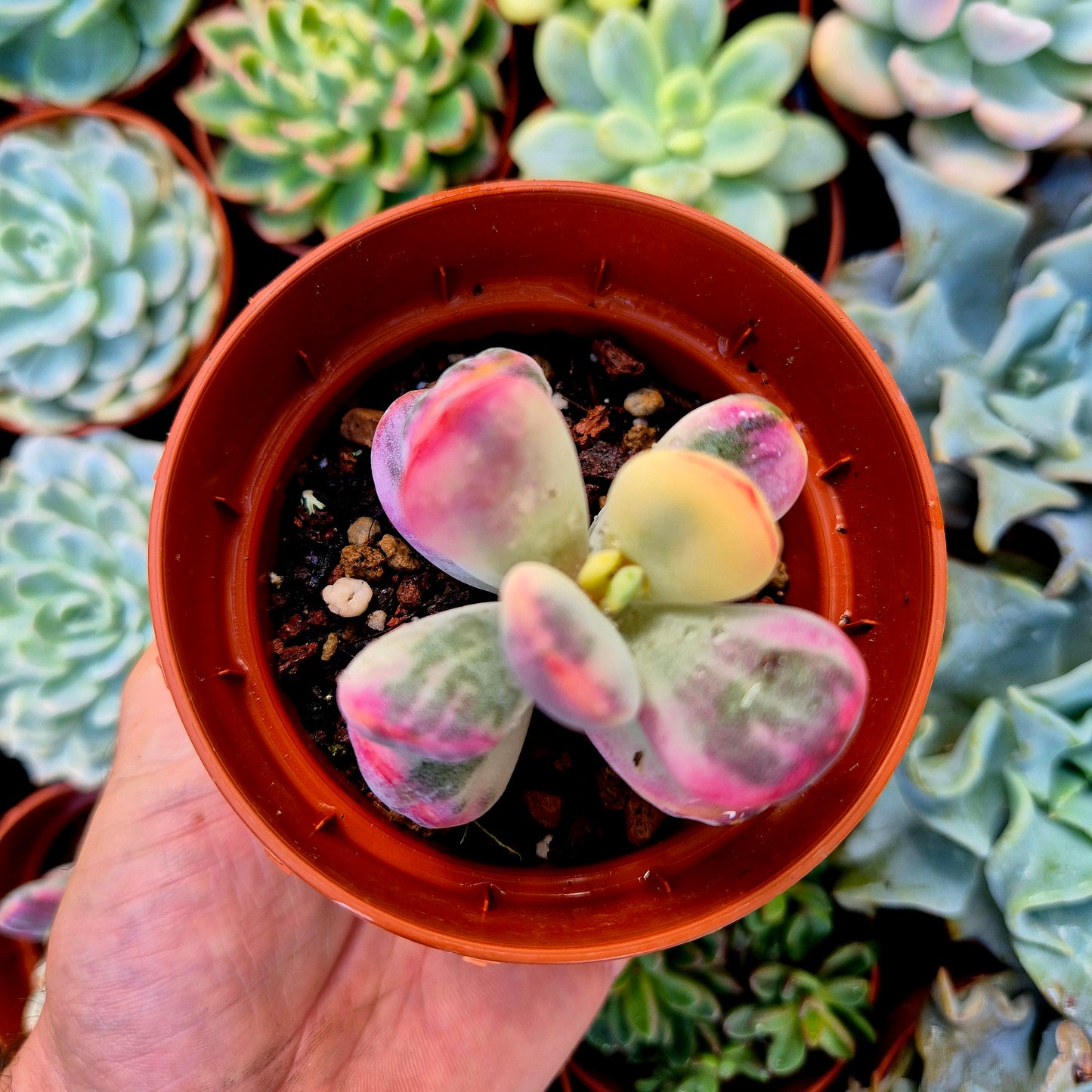 <tc>Cotyledon orbiculata var oophila</tc> variegated