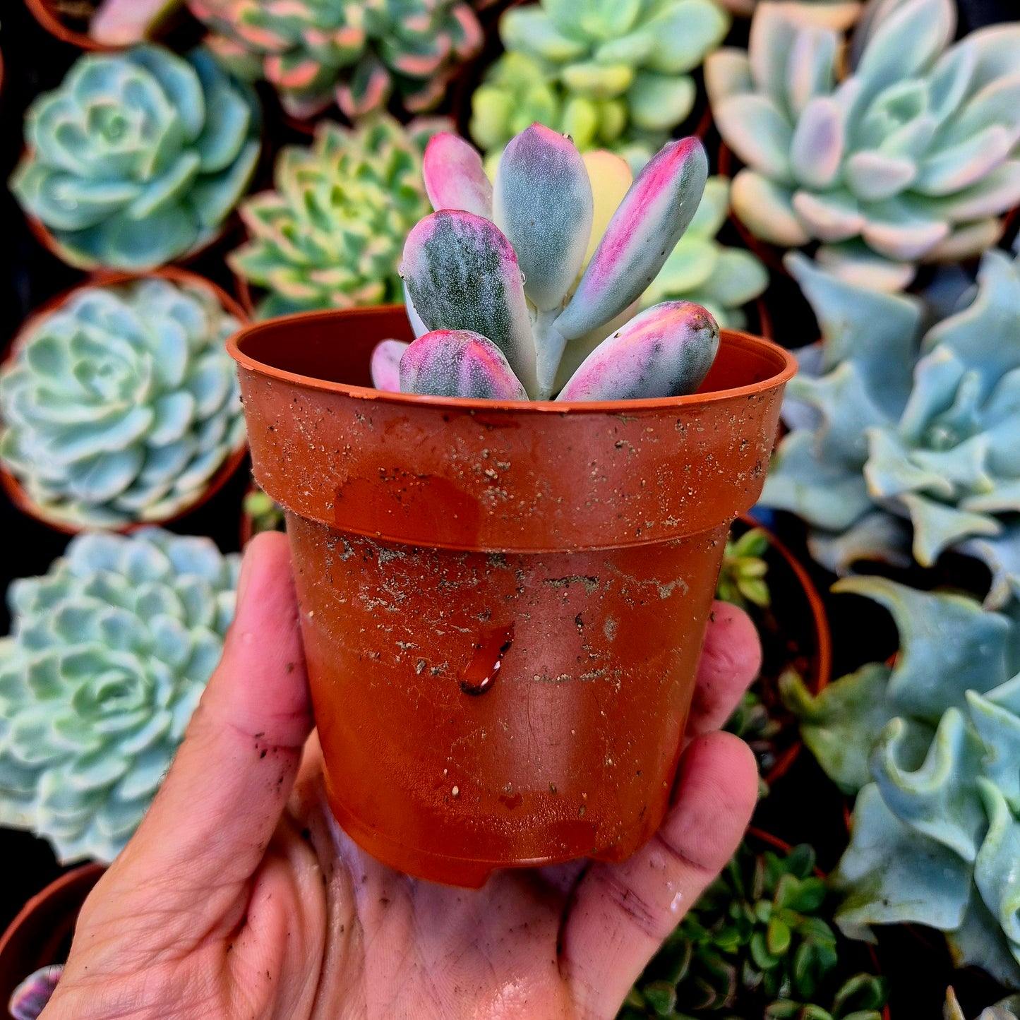 <tc>Cotyledon orbiculata var oophila</tc> variegated