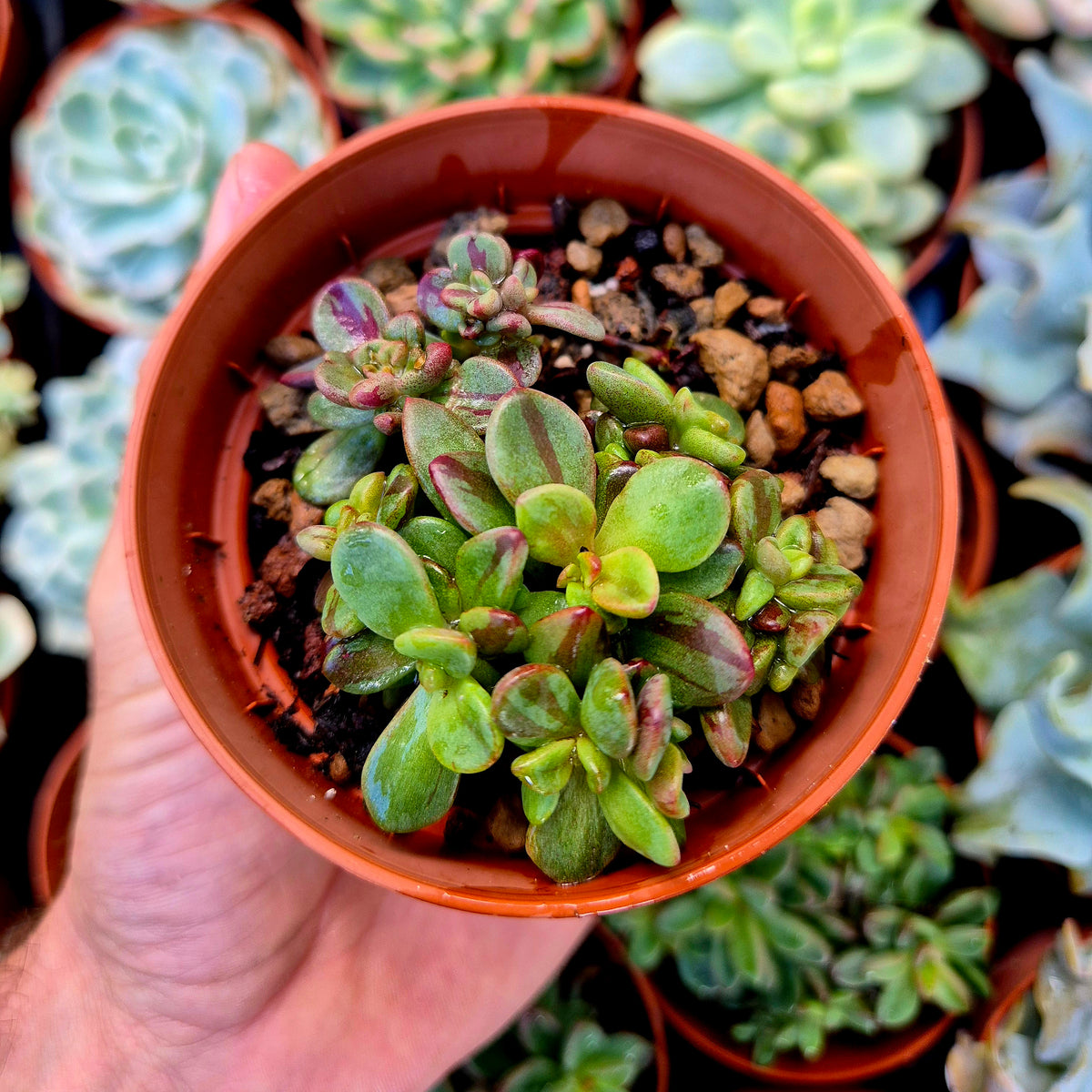 <tc>Echeveria "Rezry"</tc> variegated