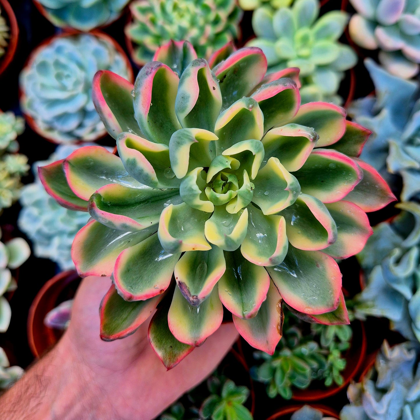Echeveria "Tearless" panaschiert