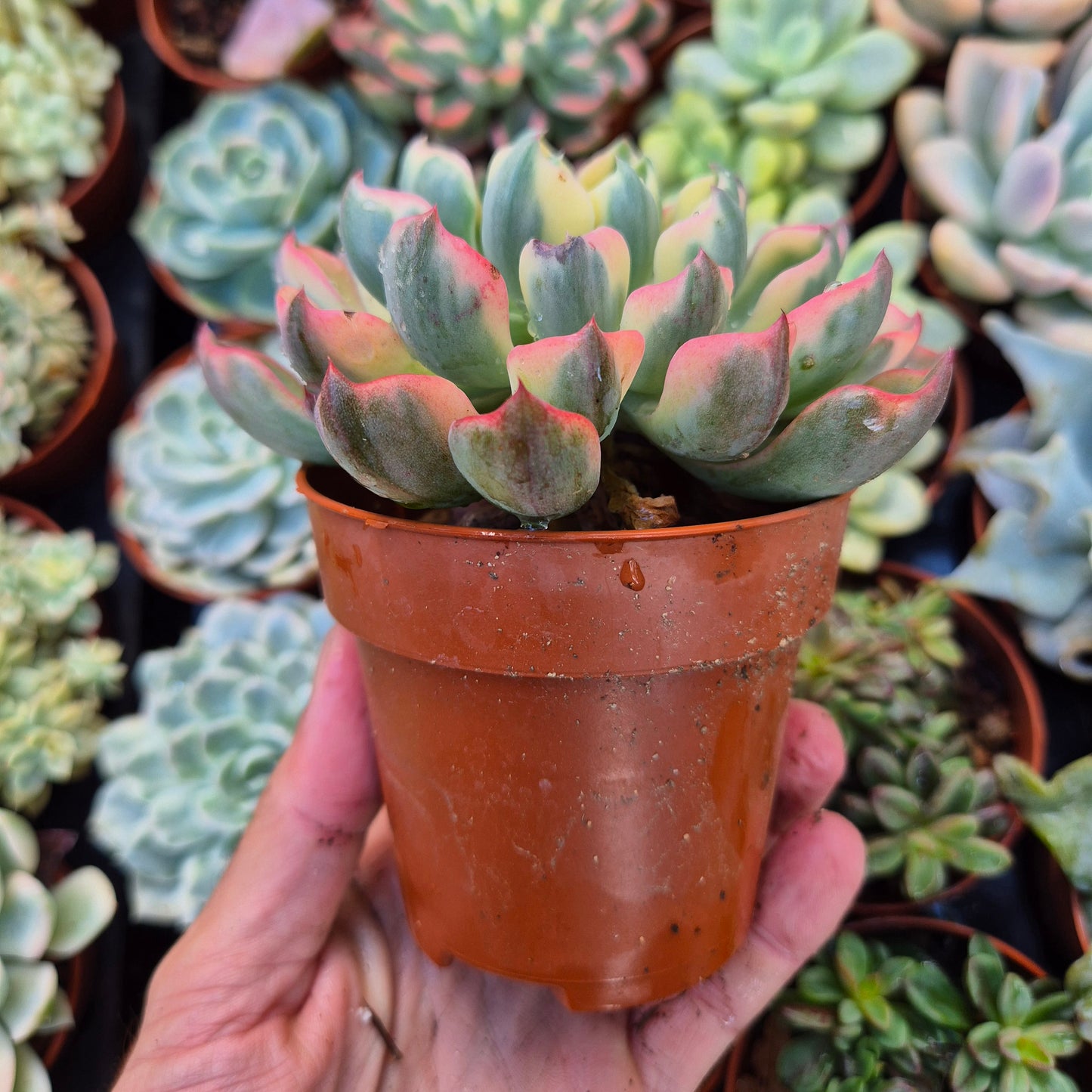 Echeveria "Tearless" panaschiert