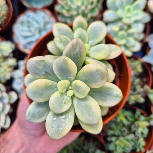 <tc>Graptosedum "Luoshen"</tc> panaché