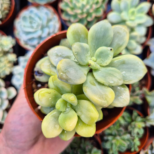 <tc>Graptosedum "Luoshen"</tc> panaché