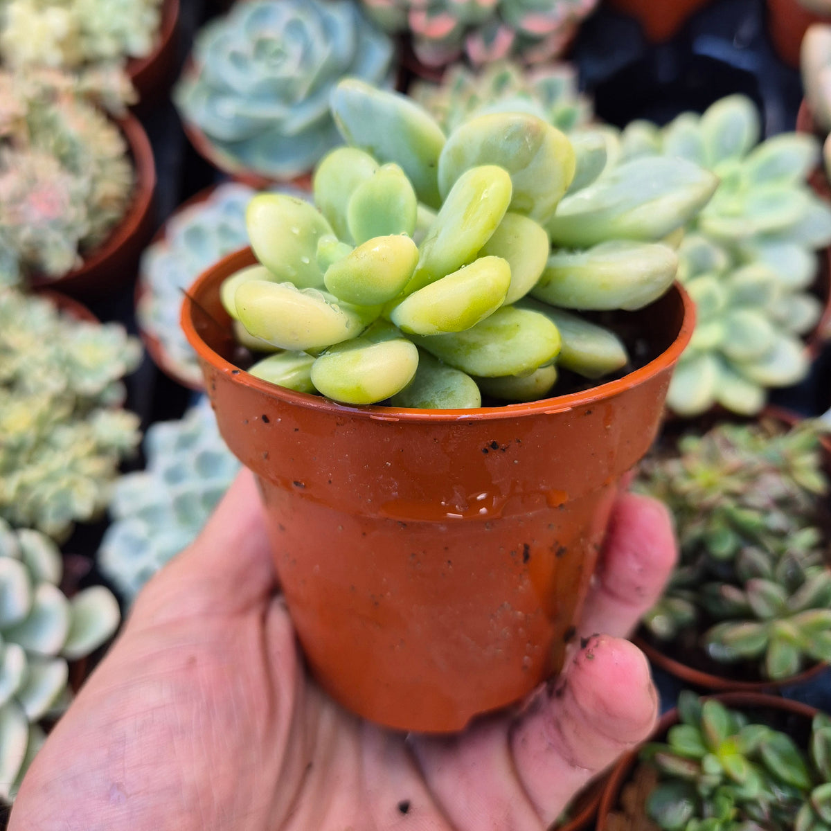 Graptosedum "Luoshen" variegado