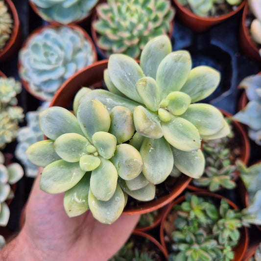 <tc>Graptosedum "Luoshen"</tc> panaché