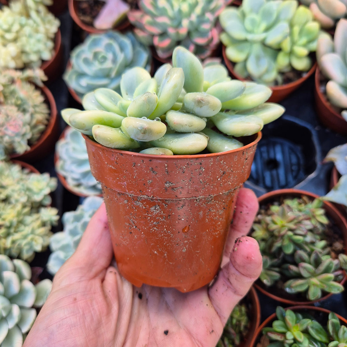 Graptosedum "Luoshen" variegado