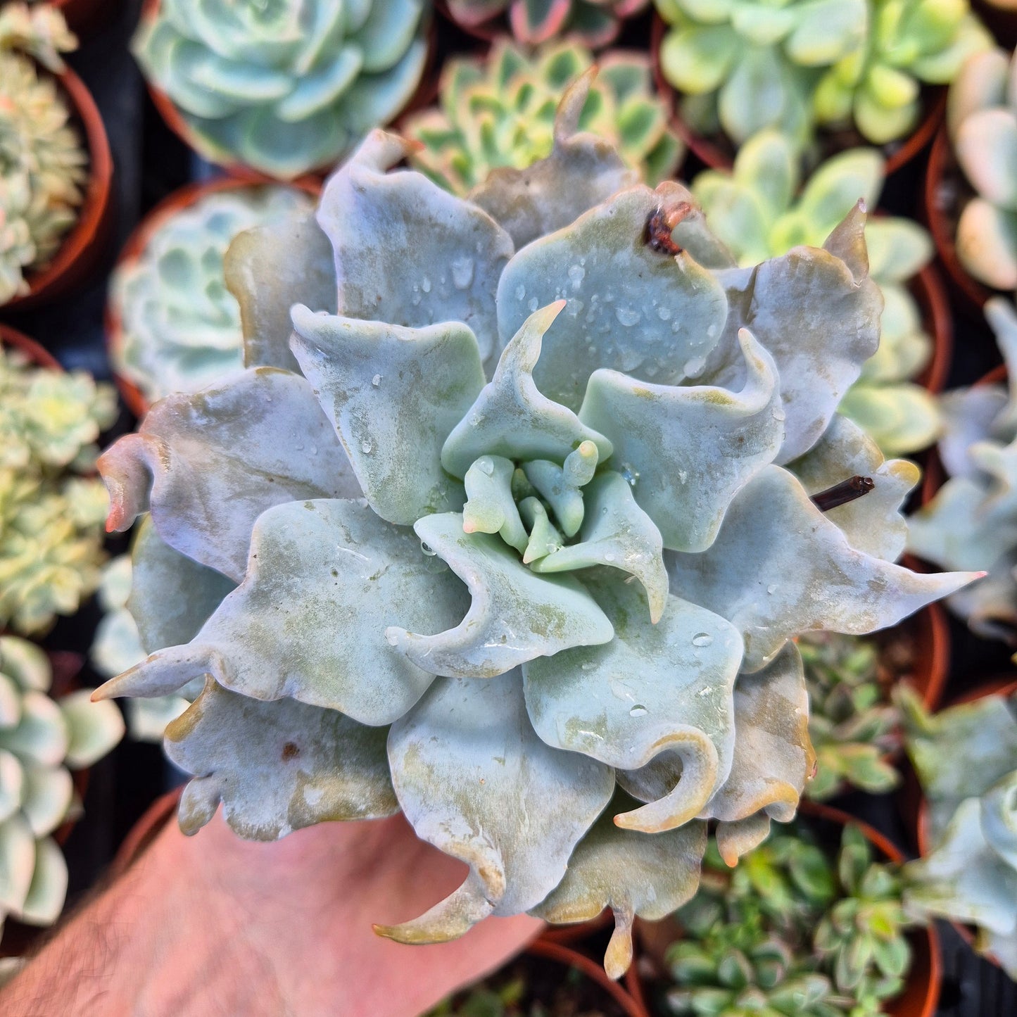 <tc>Echeveria "Queen Crown"</tc>