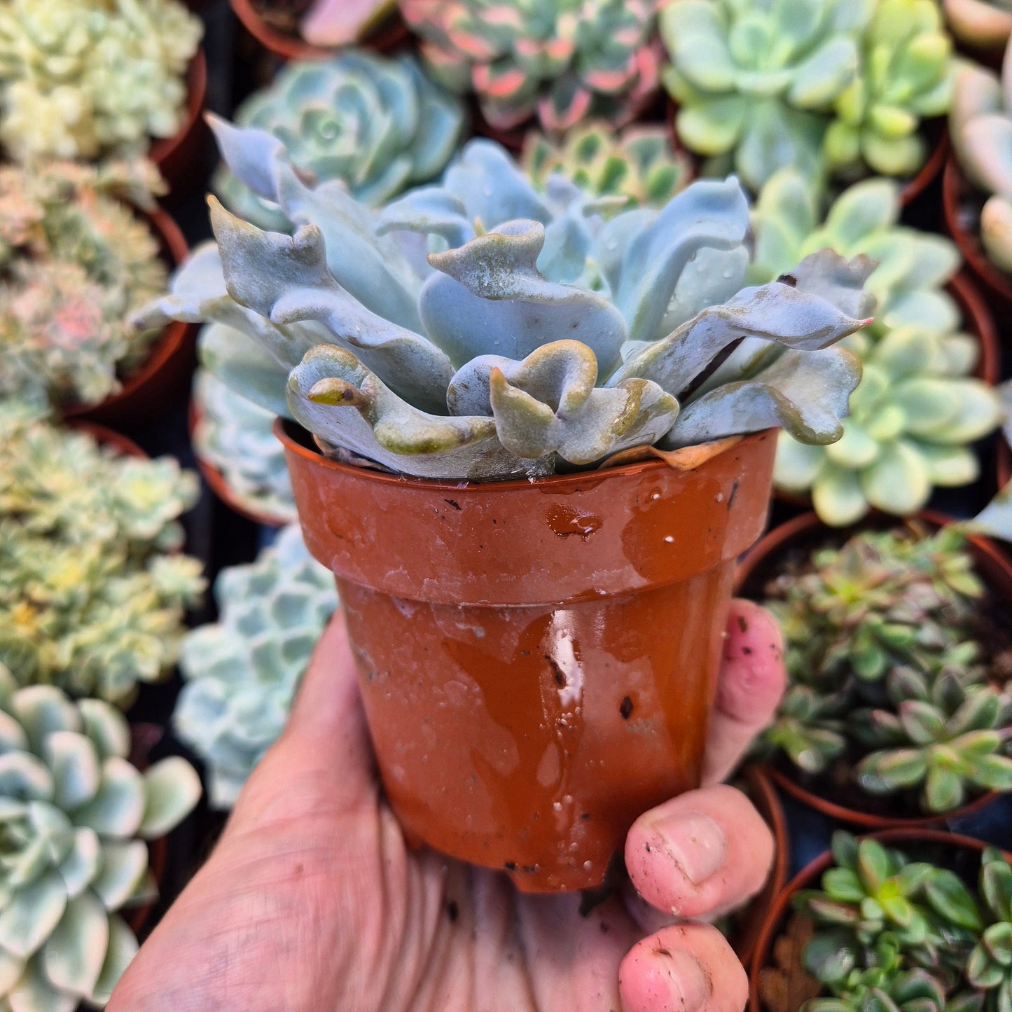<tc>Echeveria "Queen Crown"</tc>
