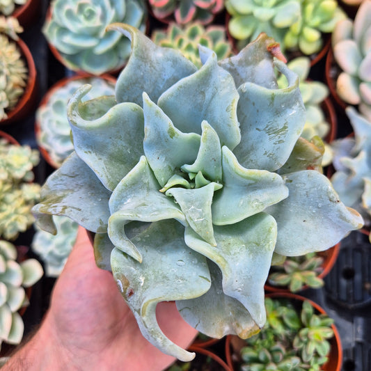 <tc>Echeveria "Queen Crown"</tc>