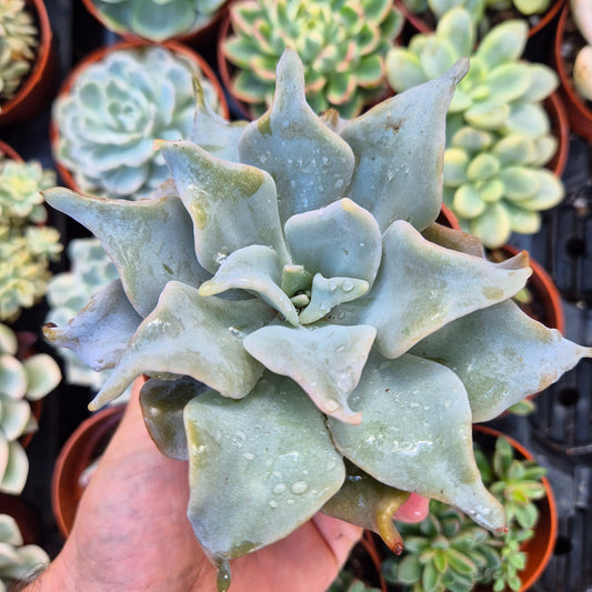 <tc>Echeveria "Queen Crown"</tc>