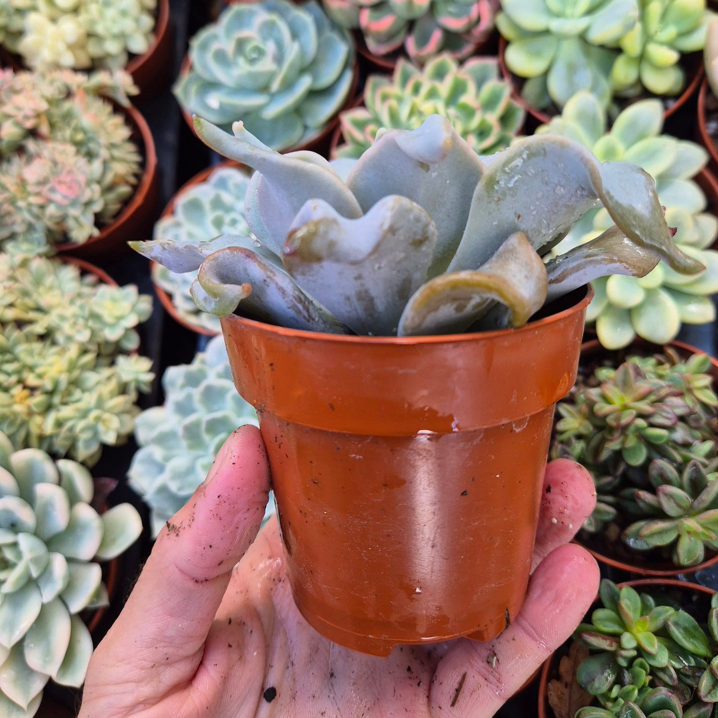 <tc>Echeveria "Queen Crown"</tc>