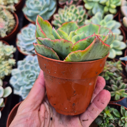 Echeveria "Dick Wright" variegada