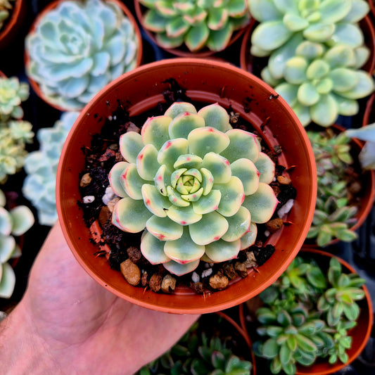 <tc>Echeveria "Blue minima"</tc> <tc>panachée</tc>