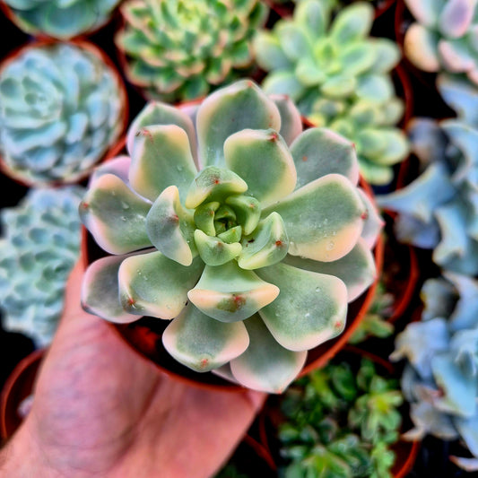 <tc>Graptoveria "Pretty in Pink"</tc> <tc>panachée</tc>