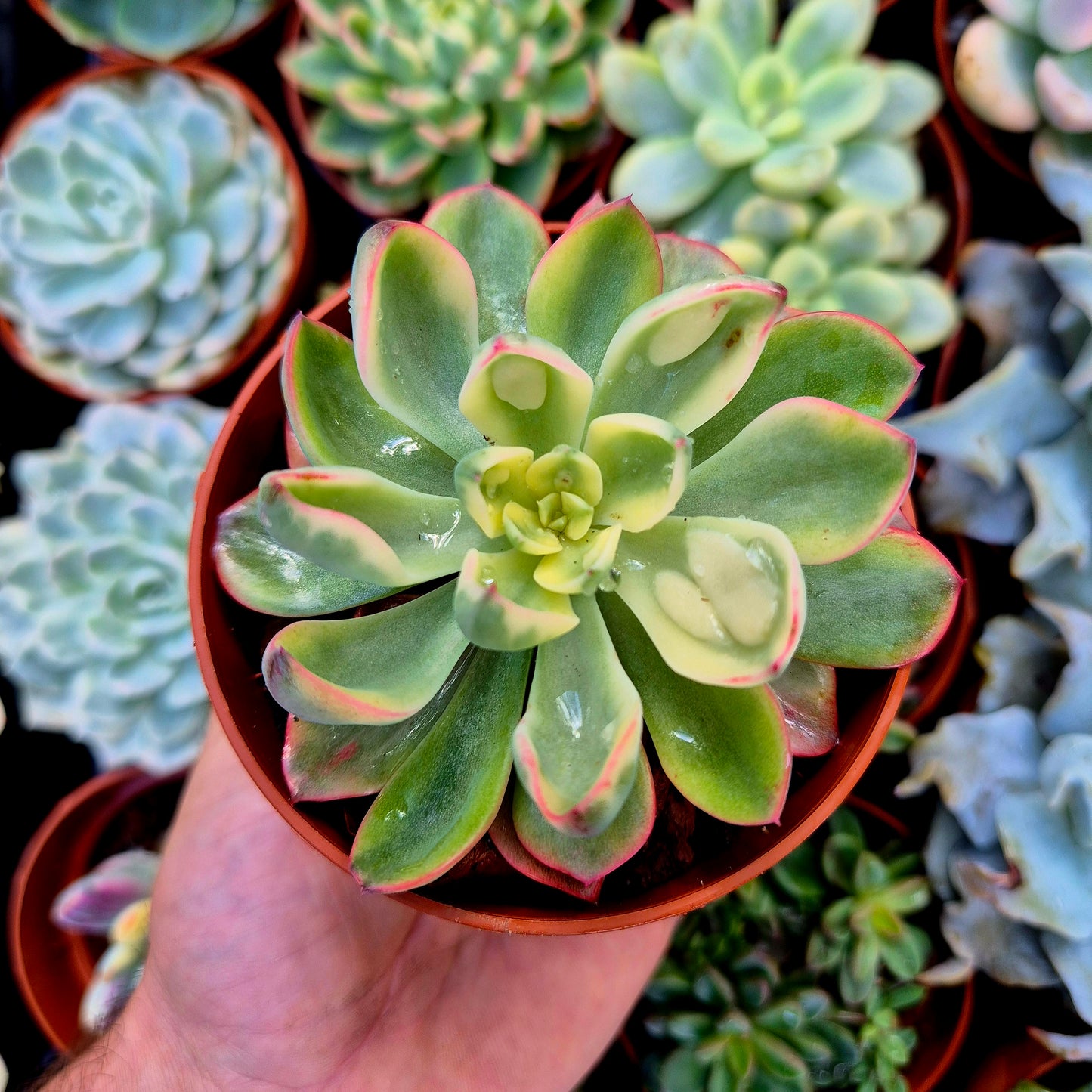 <tc>Echeveria "Raindrops" panaschiert</tc>