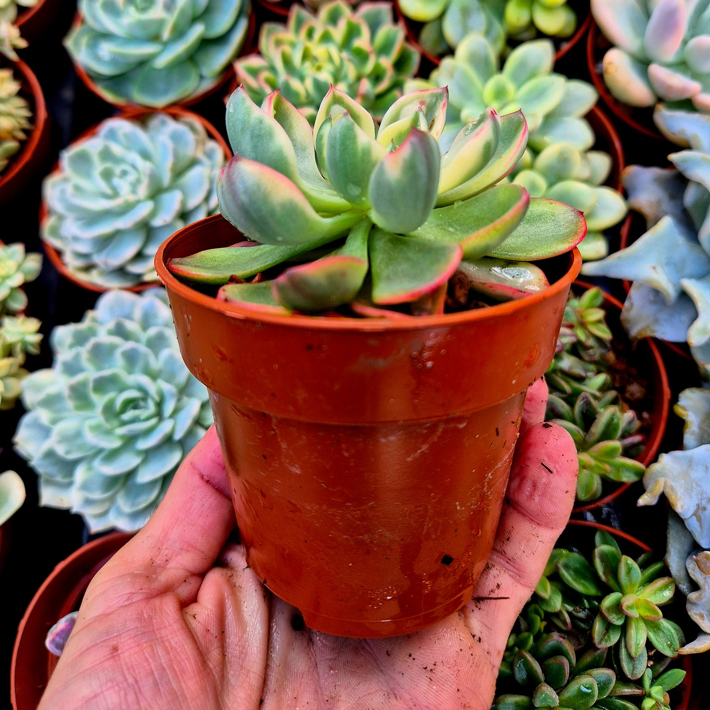 <tc>Echeveria "Raindrops" panaschiert</tc>