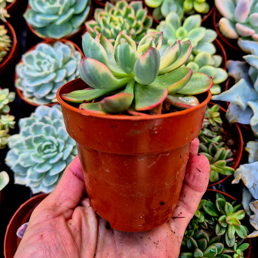 Echeveria "Raindrops" variegada