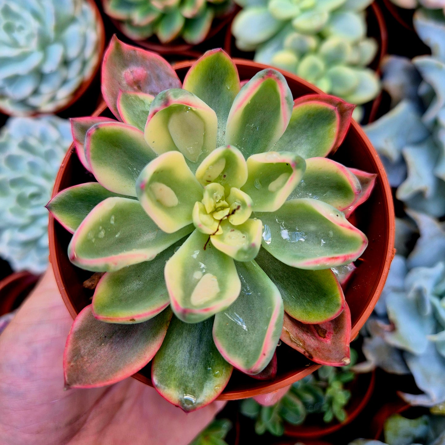 <tc>Echeveria "Raindrops" panaschiert</tc>