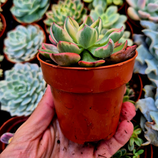 Echeveria "Raindrops" variegada