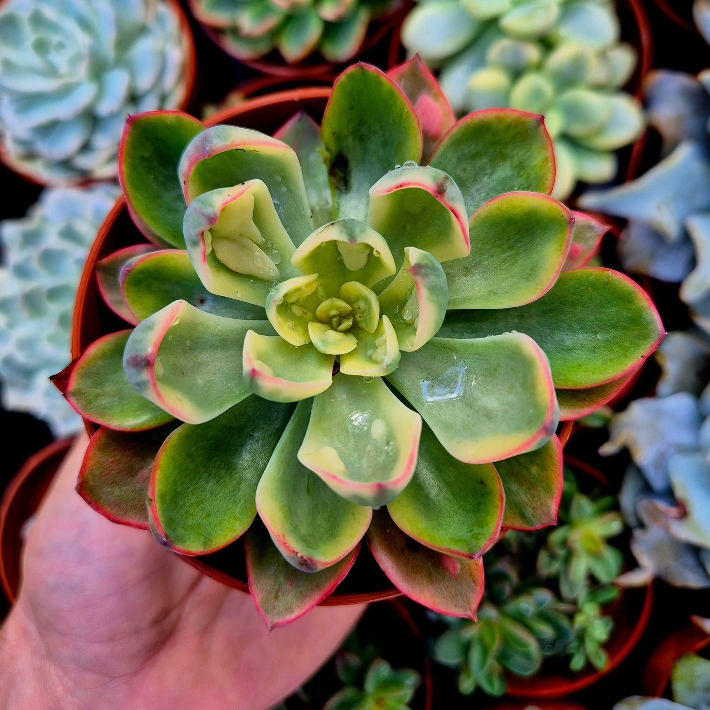<tc>Echeveria "Raindrops" panaschiert</tc>