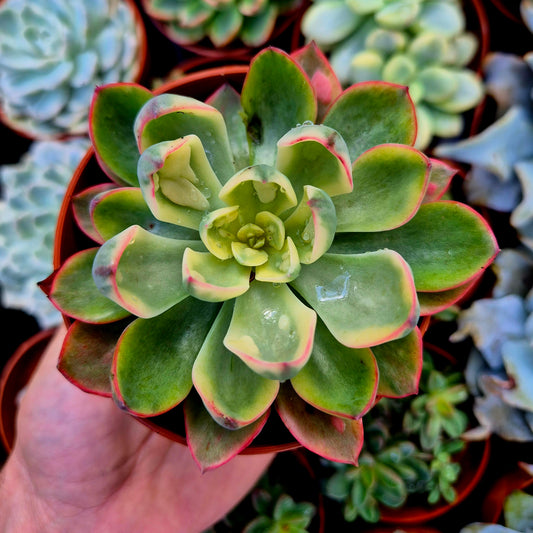 <tc>Echeveria "Raindrops"</tc> <tc>panachée</tc>