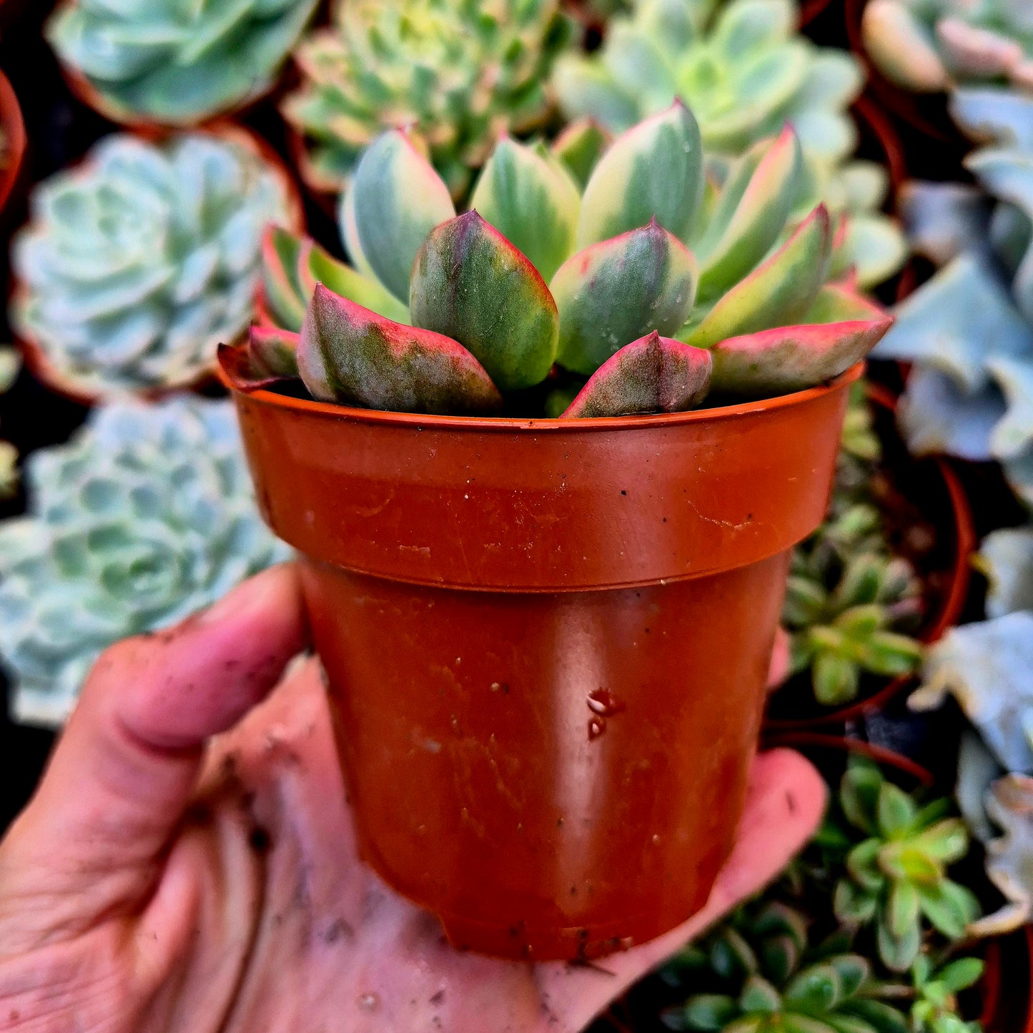 <tc>Echeveria "Raindrops" panaschiert</tc>