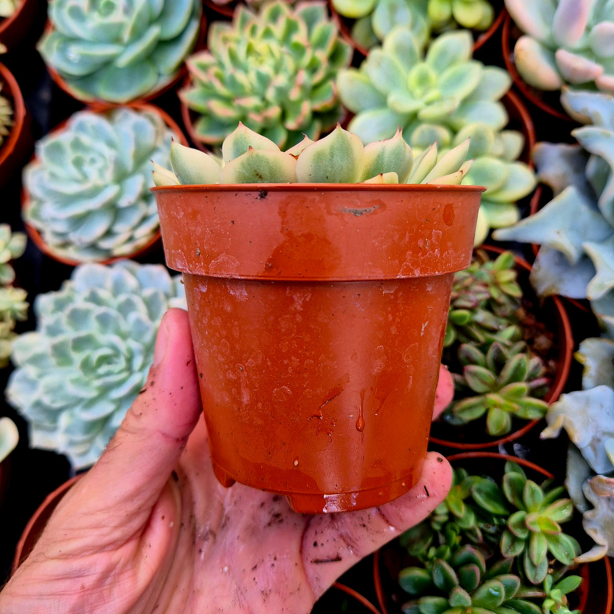 <tc>Echeveria "Cherry Blossons"</tc> variegated