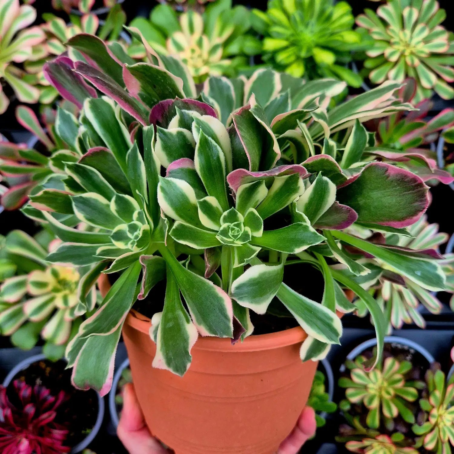 Aeonium variegado que muestra un buen cultivo con crecimiento compacto