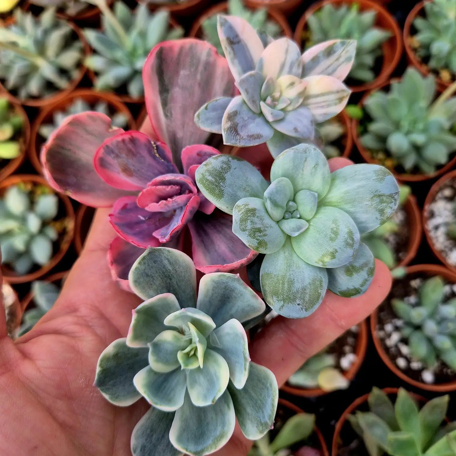 Esquejes de suculentas variegadas de distintos géneros sostenidos en mano, mostrando variegaciones en tonos verdes, crema, rosados y azulados listos para enraizar.
