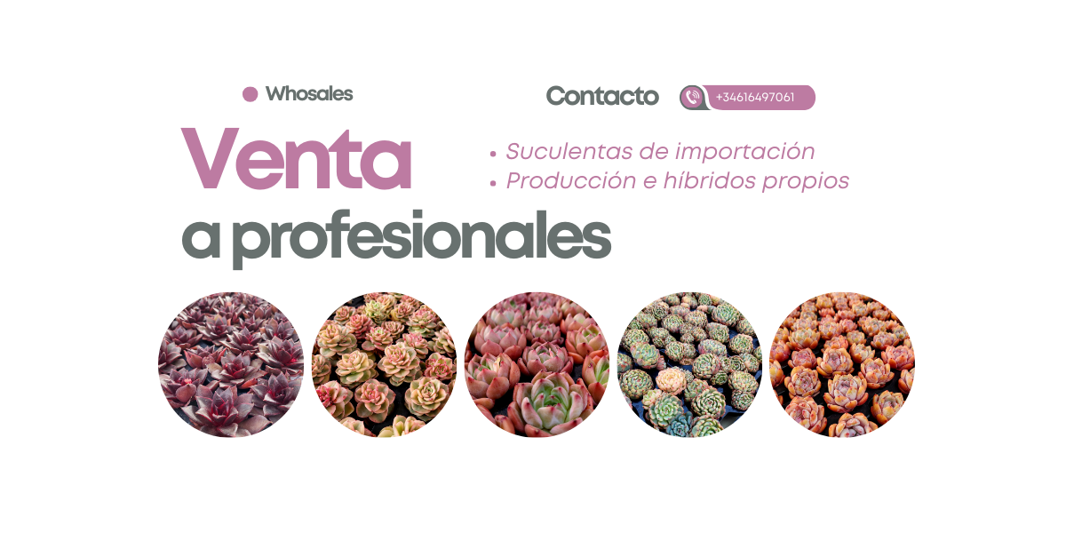 Venta de suculentas importadas para profesionales. Compra suculentas de importación, híbridos exclusivos y producción propia. Especialistas en echeverias y aeonium variegados con venta al por mayor