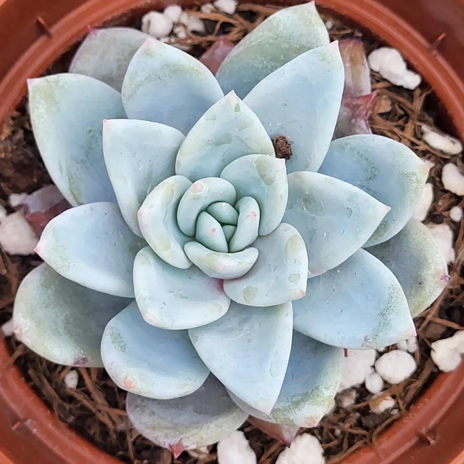 Suculenta variegada mostrando estrés hídrico y evolución de coloración rojiza
