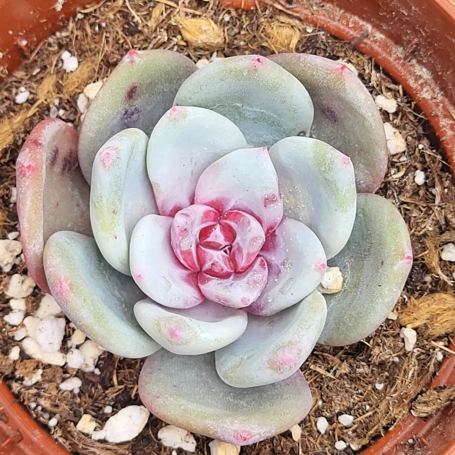 Suculenta variegada intensificando pigmentación roja por falta de riegoas