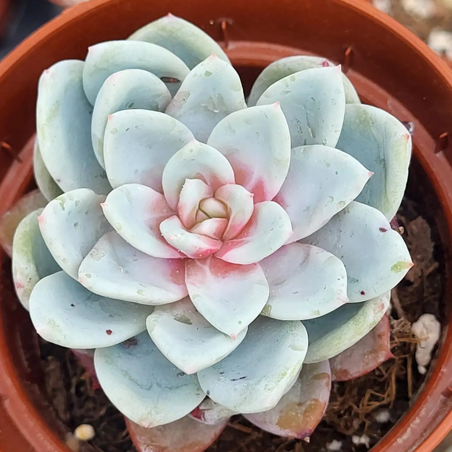 Suculenta variegada compacta con pigmentación rojiza por falta de riego