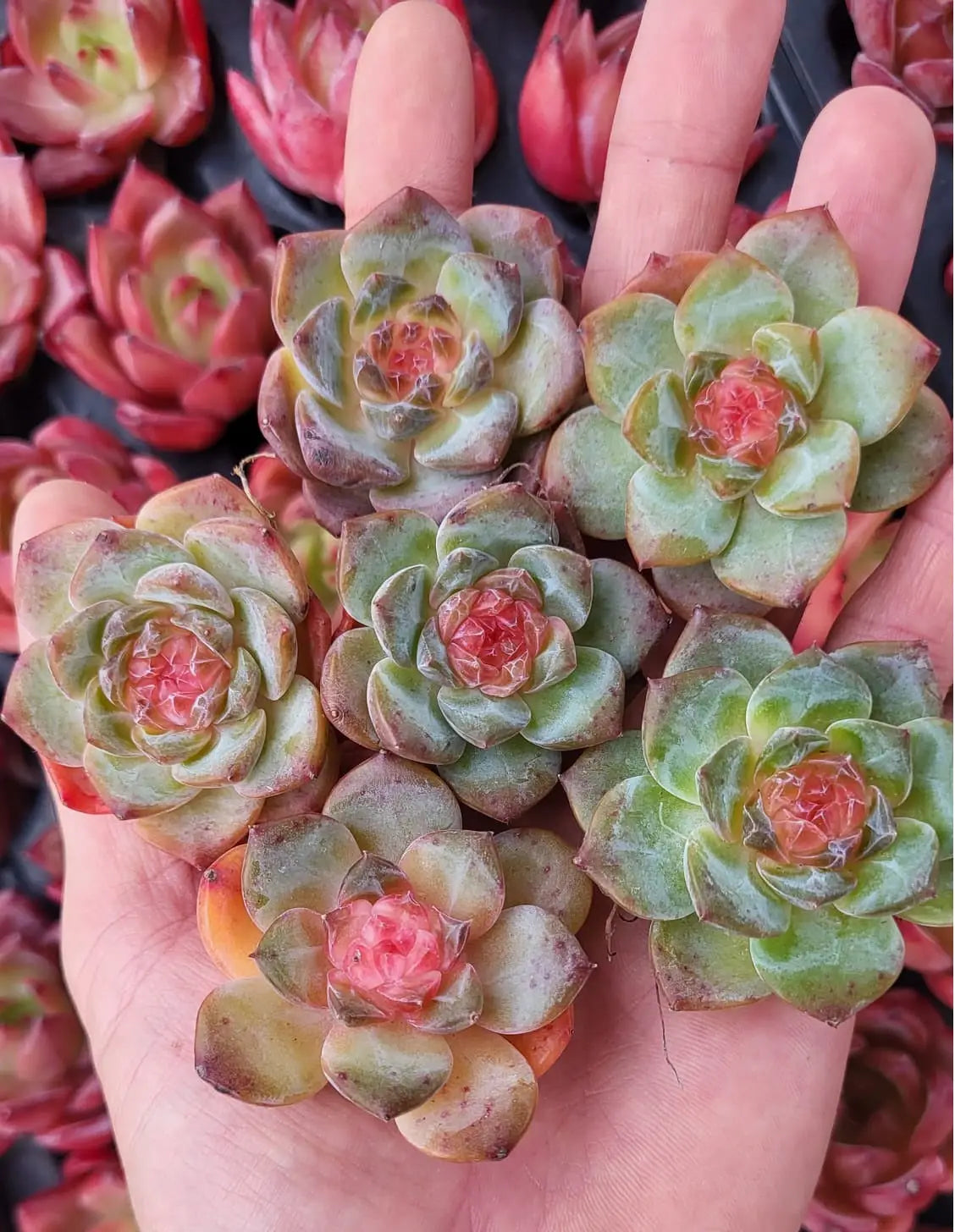Suculentas variegadas con coloración roja intensa provocada por estrés hídrico y exposición solar
