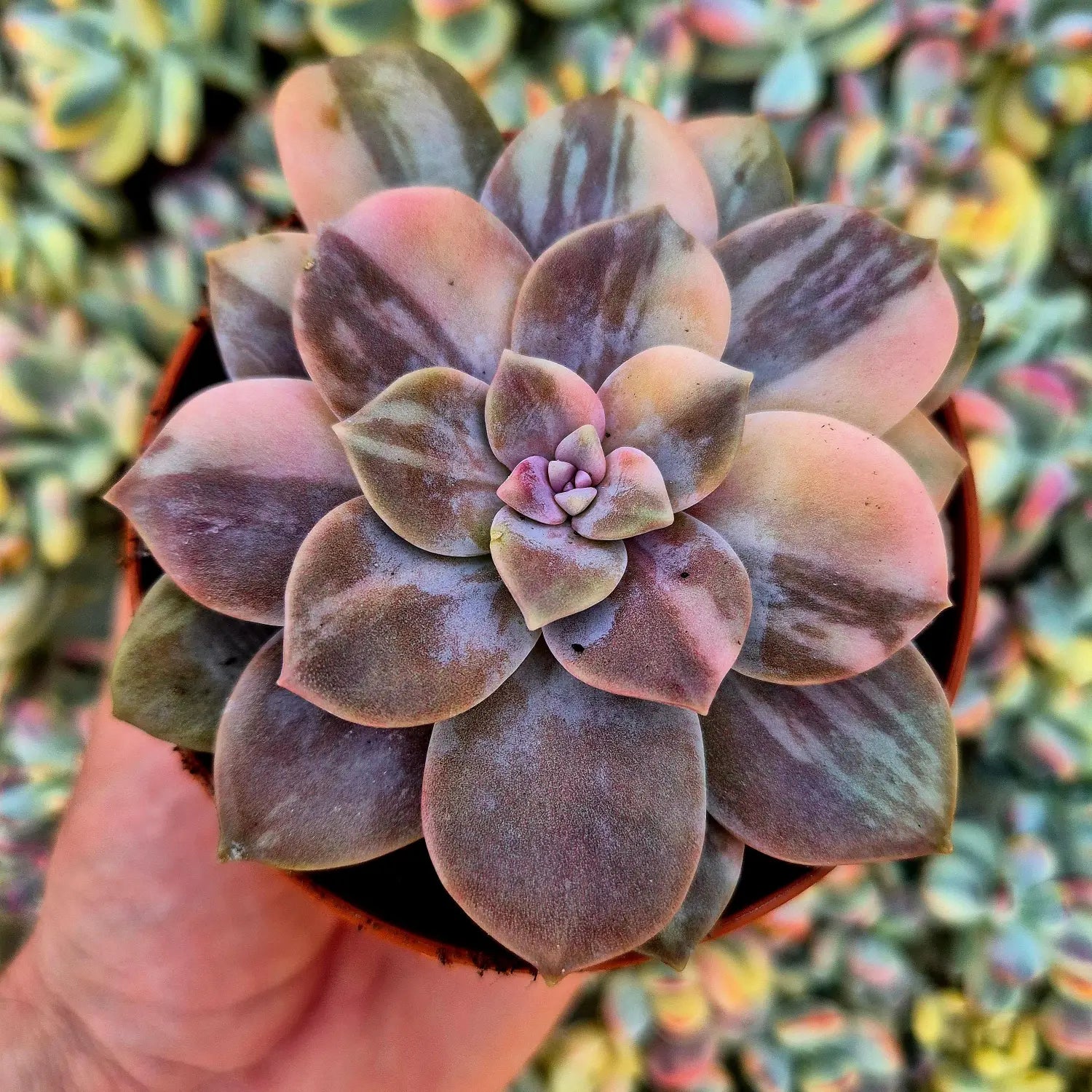 variegación moteada en suculenta variegada ejemplo de patrón irregular