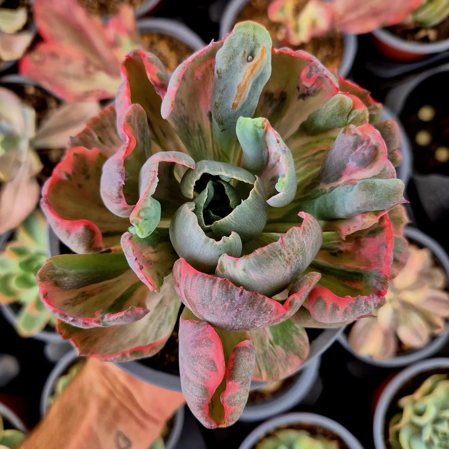 Suculenta variegada tipo Echeveria con variegación multicolor en tonos verdes, crema y rosados, mostrando deformaciones por albinismo y reversión.