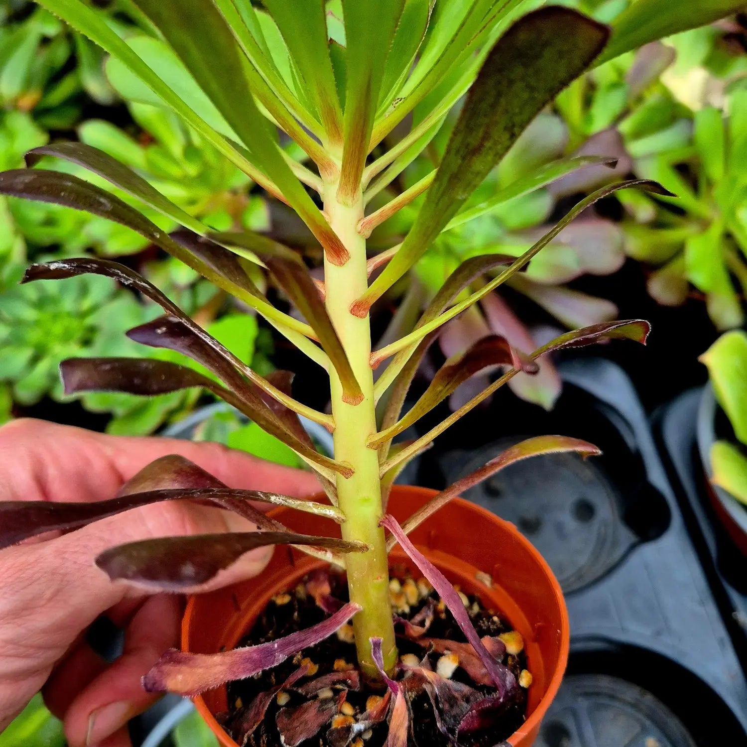 Tallo de aeonium variegado de crecimiento nuevo ideal para multiplicación