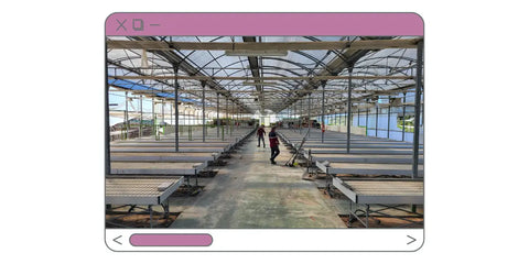 Vivero de suculentas de Don Suculentas