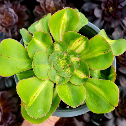 Aeonium variegato "Zeus" medio