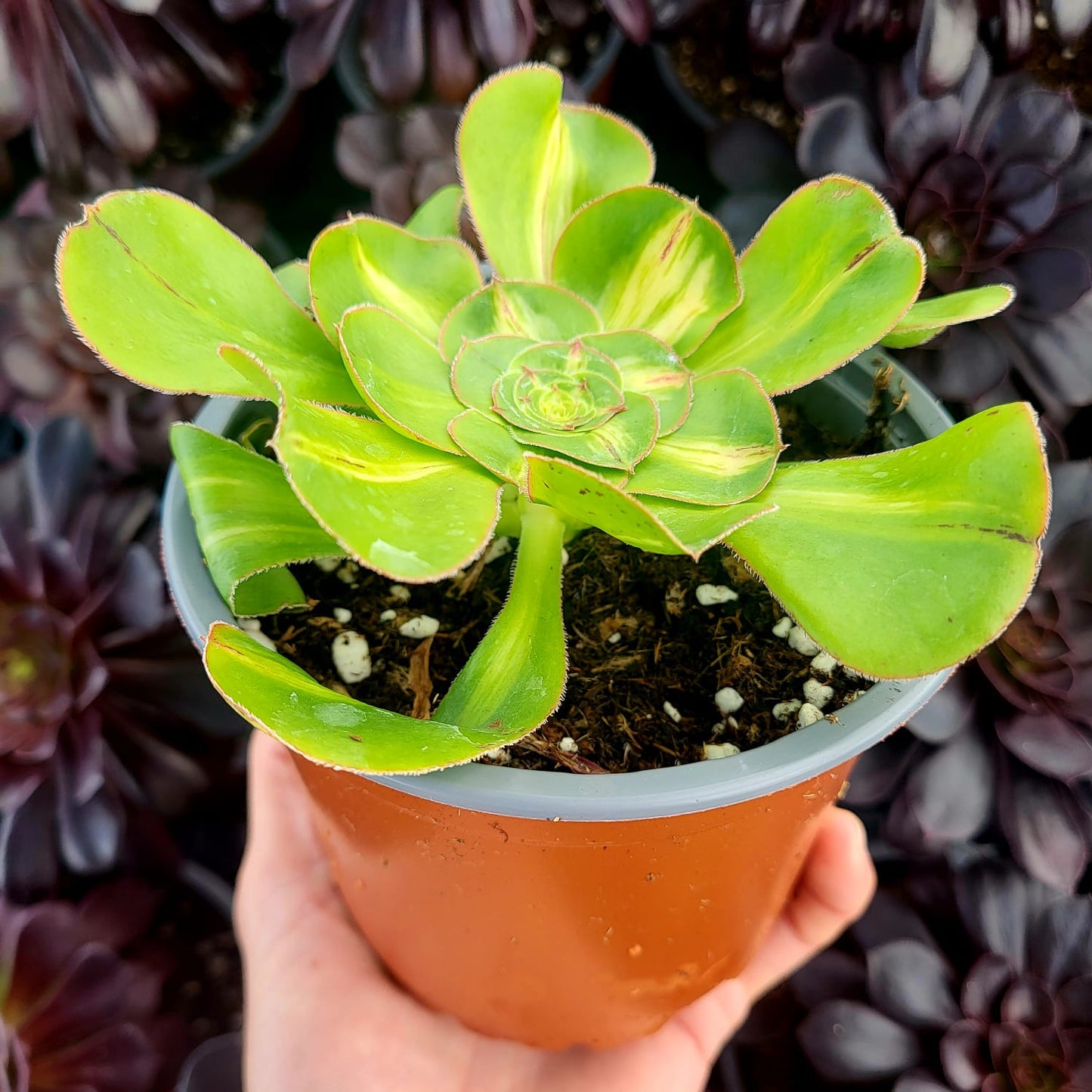 Aeonium variegato "Zeus" medio