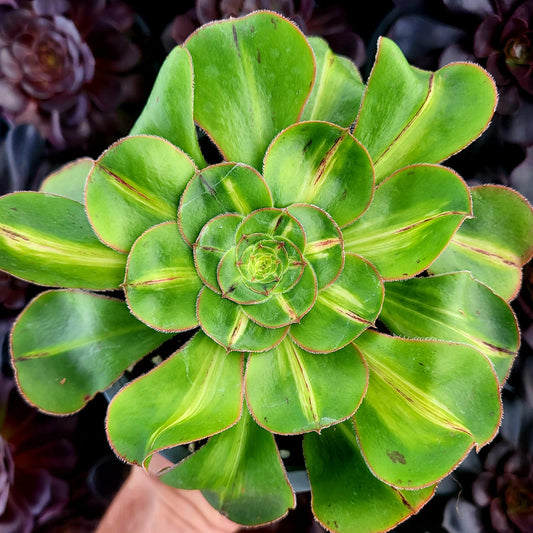Aeonium variegato "Zeus" medio