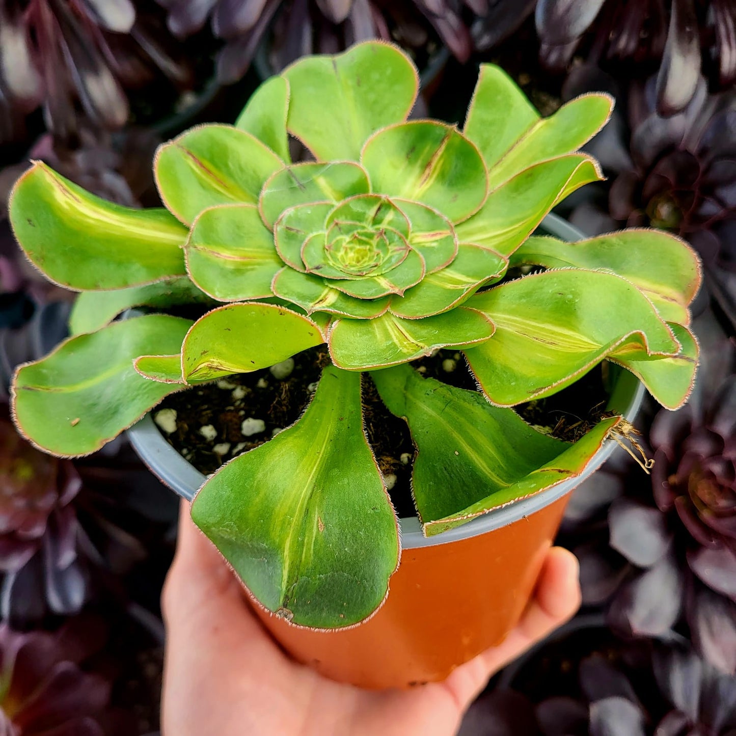 Aeonium variegato "Zeus" medio