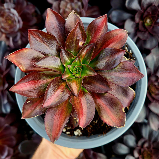 Aeonium variegato "Phantom" centrale