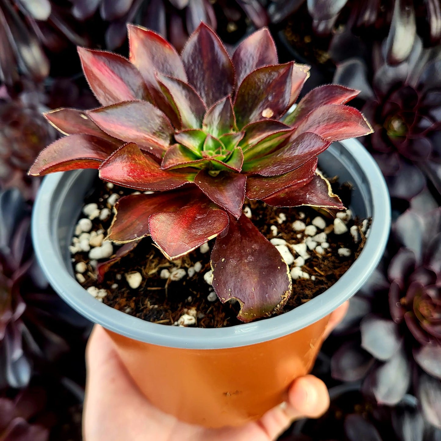 Aeonium variegato "Phantom" centrale