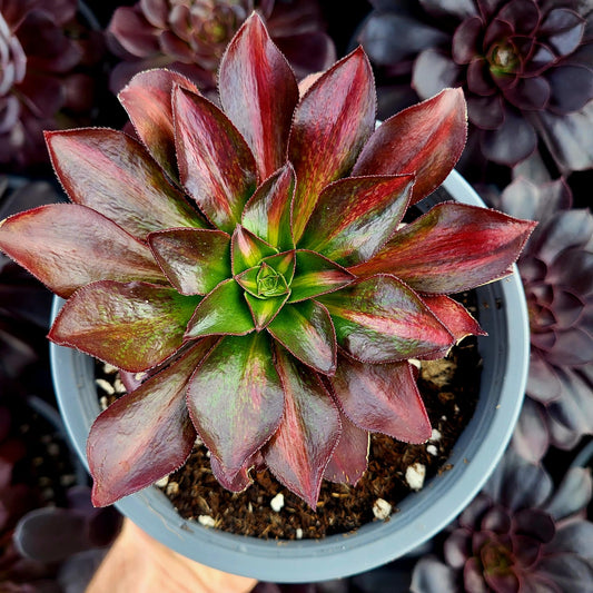 Aeonium variegato "Phantom" centrale