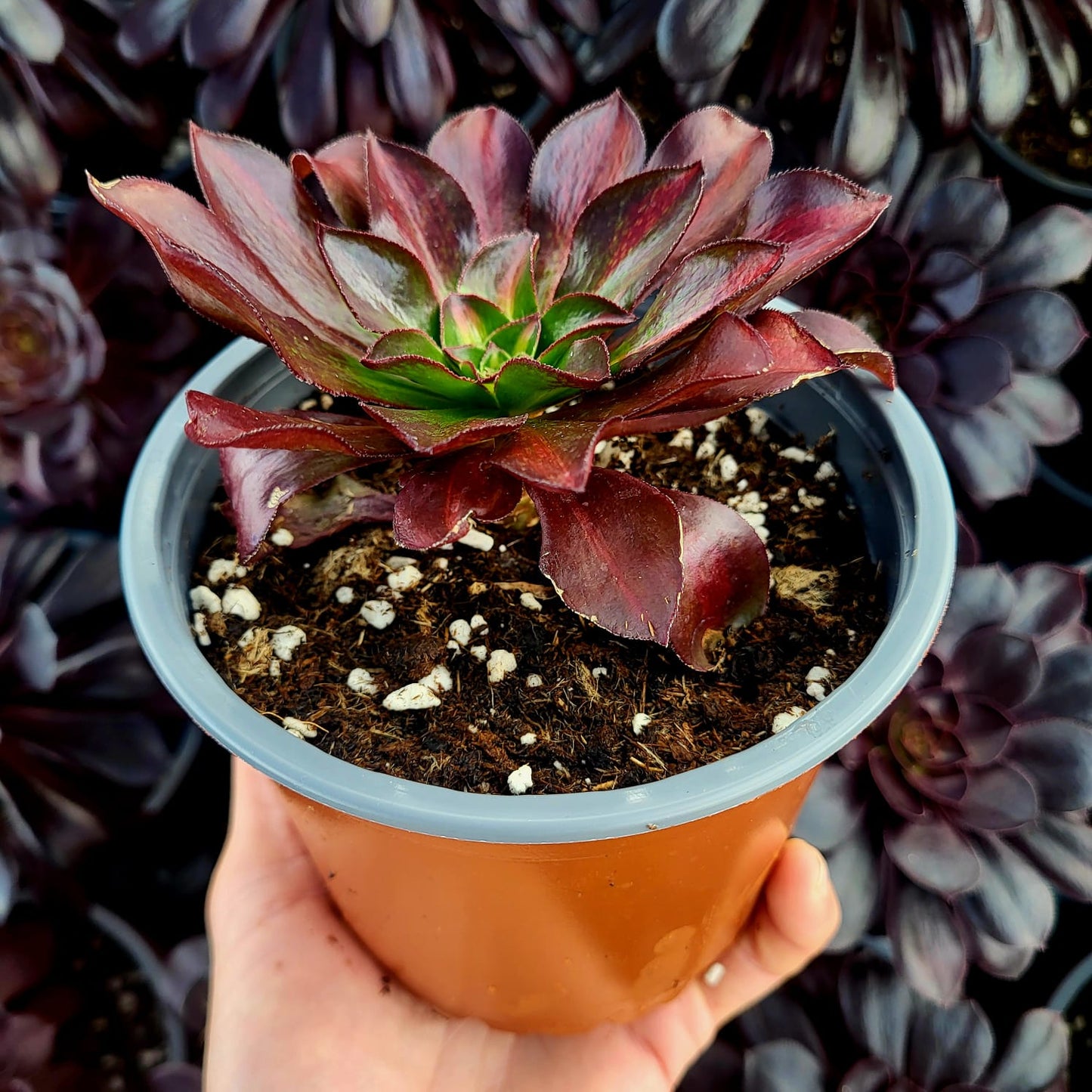 Aeonium variegato "Phantom" centrale