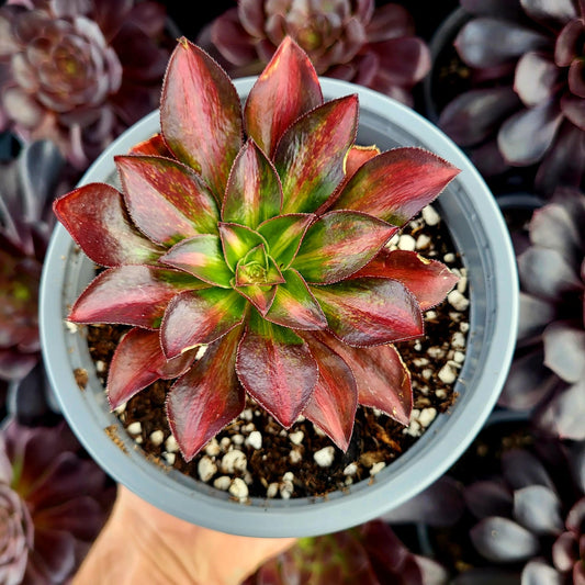 Aeonium variegato "Phantom" centrale