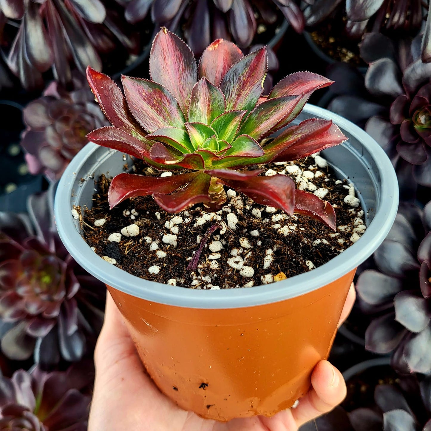 Aeonium variegato "Phantom" centrale